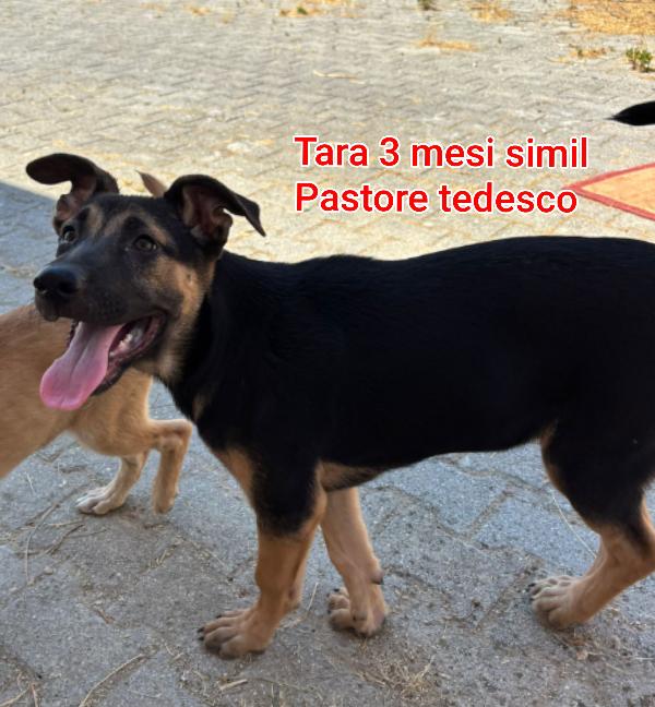 Cucciolotti bellissimi  Foto 4