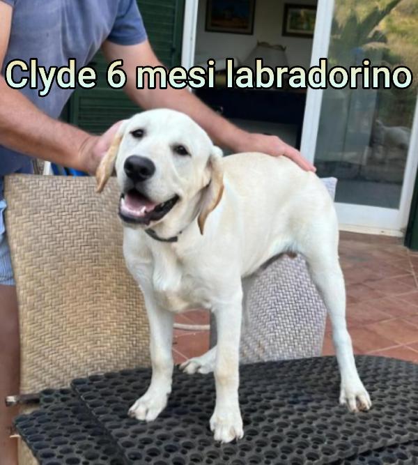 Cucciolotti bellissimi  Foto 7