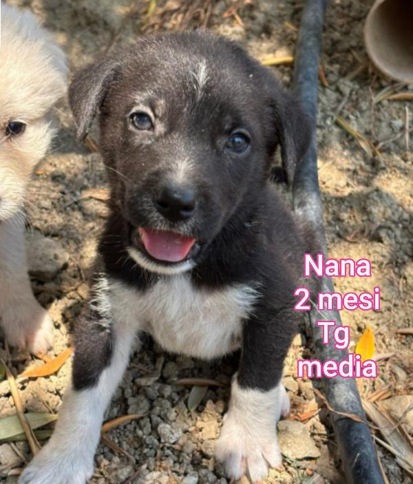 Cucciolotti bellissimi  Foto 8