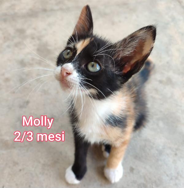 Micini Soli Ed Esclusi 