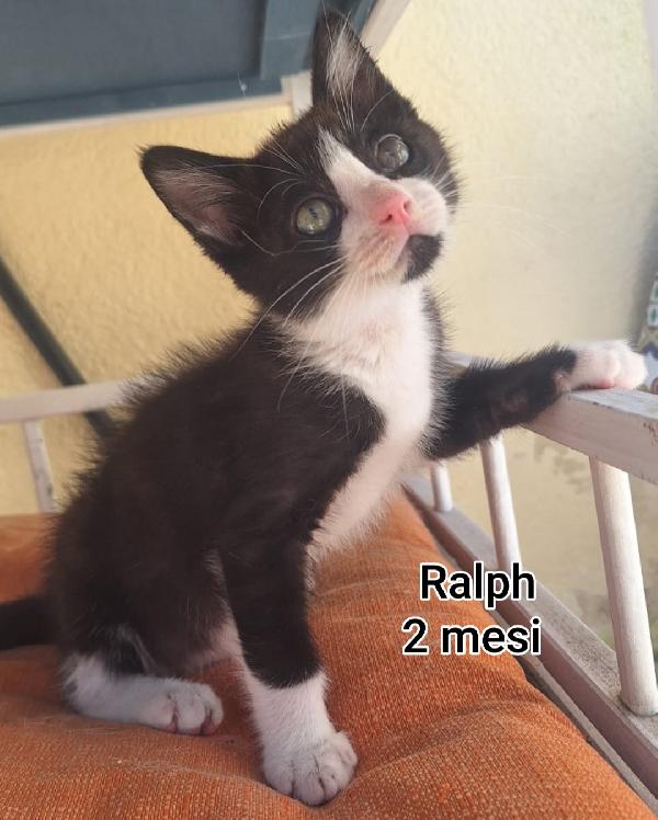 MICINI SOLI ED ESCLUSI  Foto 6