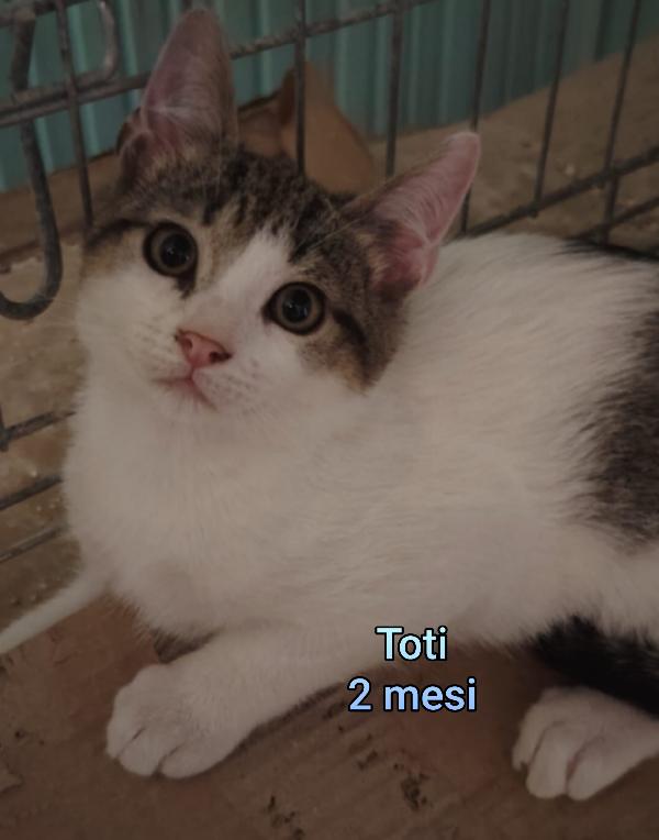 MICINI SOLI ED ESCLUSI  Foto 7