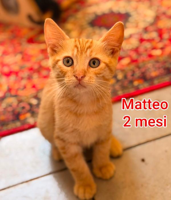 MICINI SOLI ED ESCLUSI  Foto 8