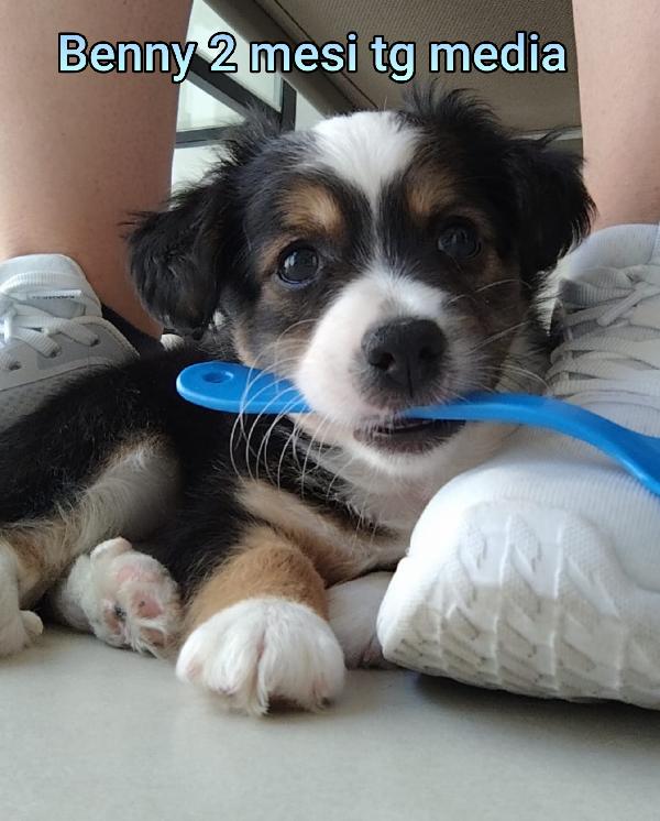 Stupendi cuccioli in cerca di casa  Foto 2