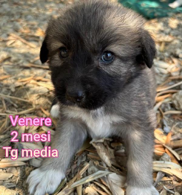 Stupendi cuccioli in cerca di casa  Foto 3