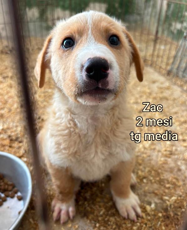 Stupendi cuccioli in cerca di casa  Foto 5
