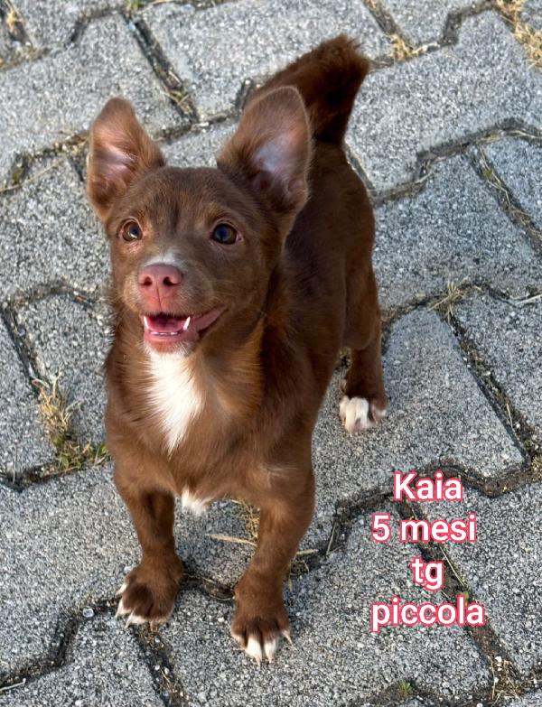 Adozioni cagnolini di taglia piccola  Foto 2