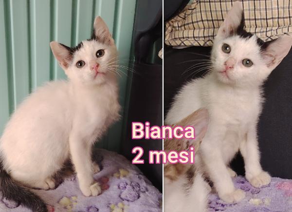 Troppi Gattini Senza Casa 
