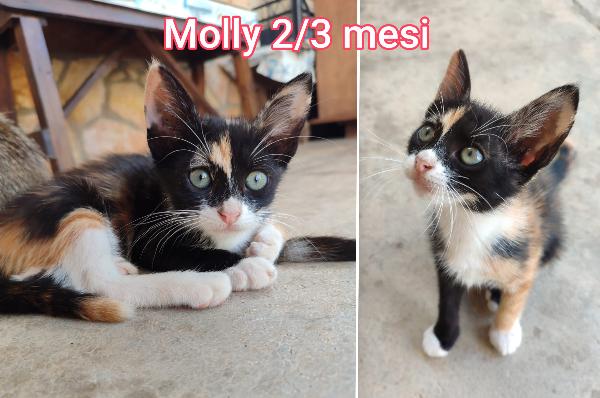 Troppi gattini senza casa  Foto 2