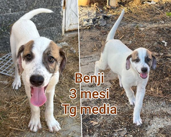 Adozioni Cercasi Per Questi Cuccioli 