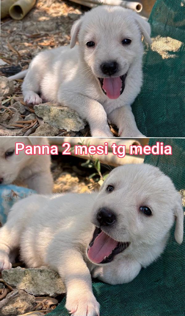 Adozioni cercasi per questi cuccioli  Foto 2
