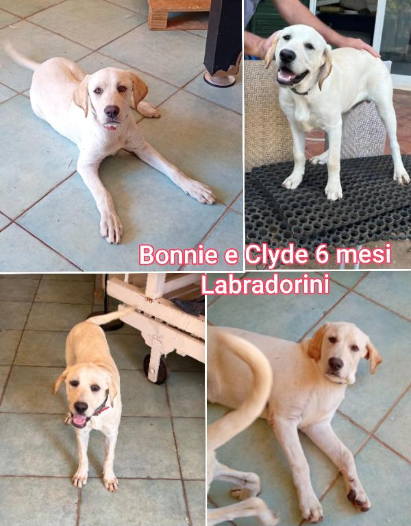 Adozioni cercasi per questi cuccioli  Foto 5