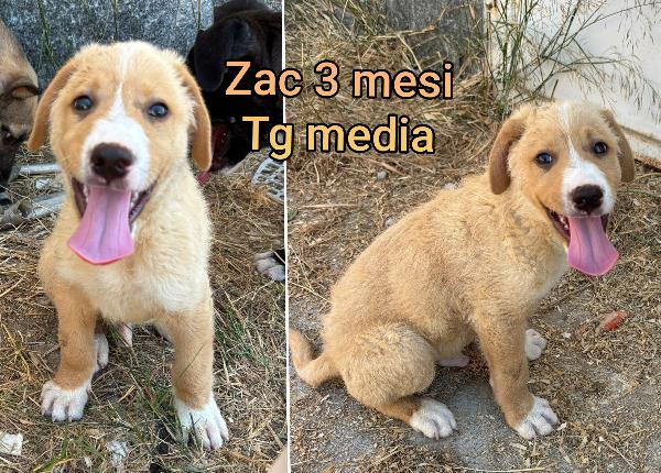 Adozioni cercasi per questi cuccioli  Foto 7