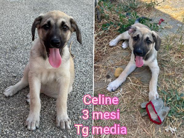 Adozioni cercasi per questi cuccioli  Foto 8