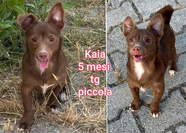 Piccoli Cani In Rifugio!
