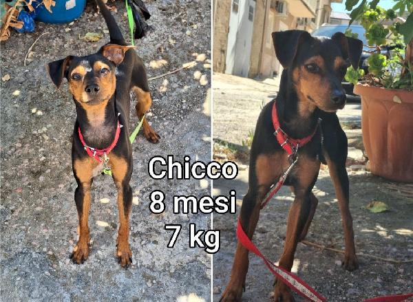 Piccoli cani in rifugio! Foto 2