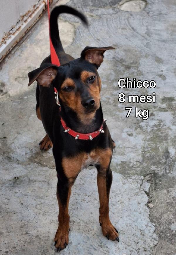 Cani Tg. Piccola & Mediopiccola