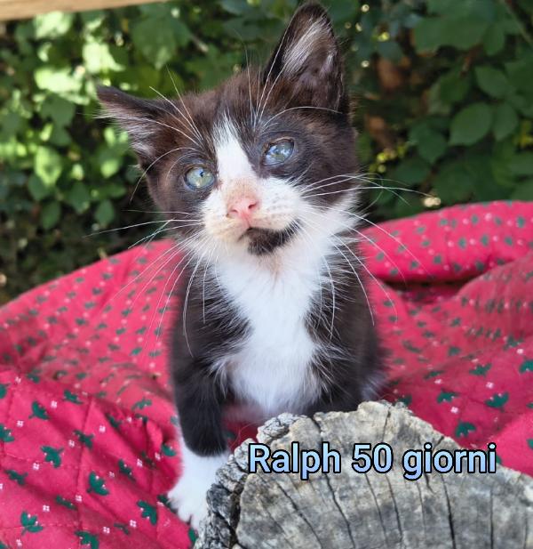 Gattini: Siamo Al Collasso!!!