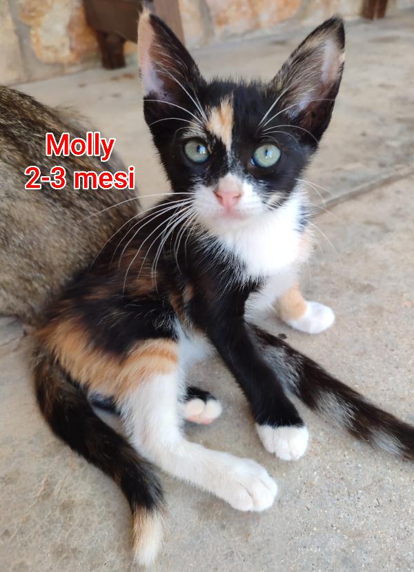 GATTINI: SIAMO AL COLLASSO!!! Foto 8