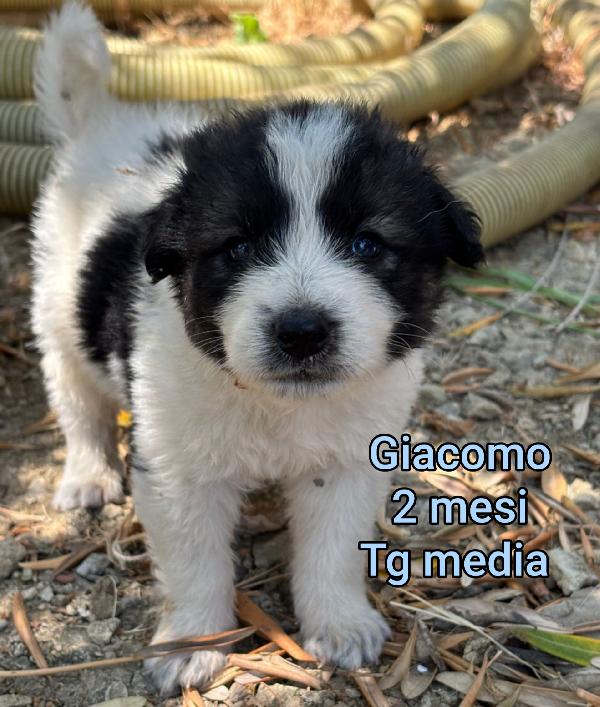Invisibili Cuccioli Bisognosi 