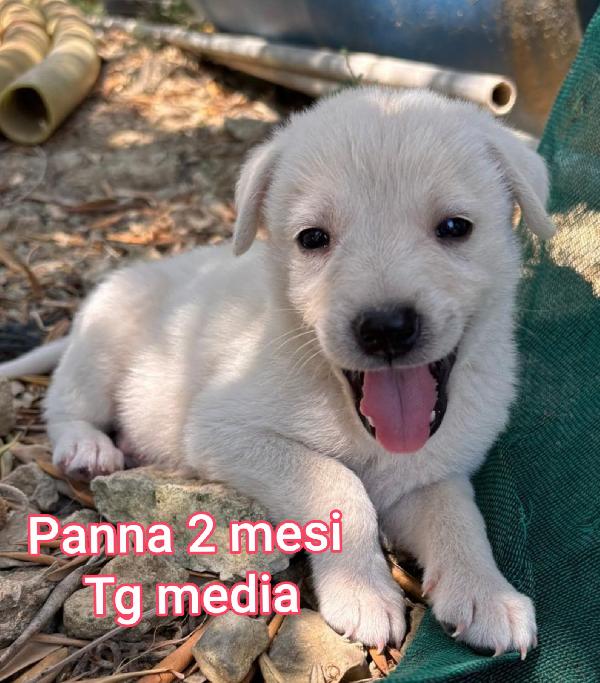 Invisibili cuccioli bisognosi  Foto 2