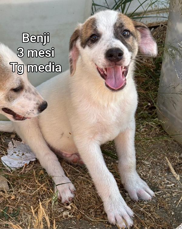 Invisibili cuccioli bisognosi  Foto 3