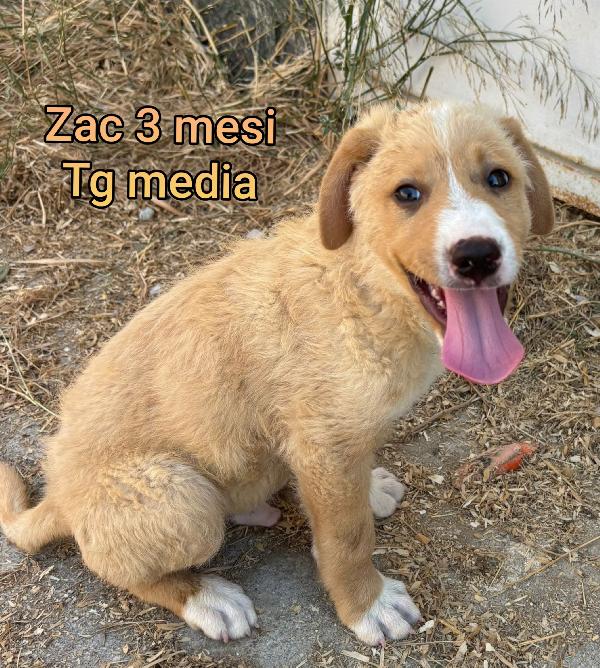 Invisibili cuccioli bisognosi  Foto 10