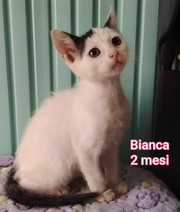 Telefona per uno di questi micini Foto 10