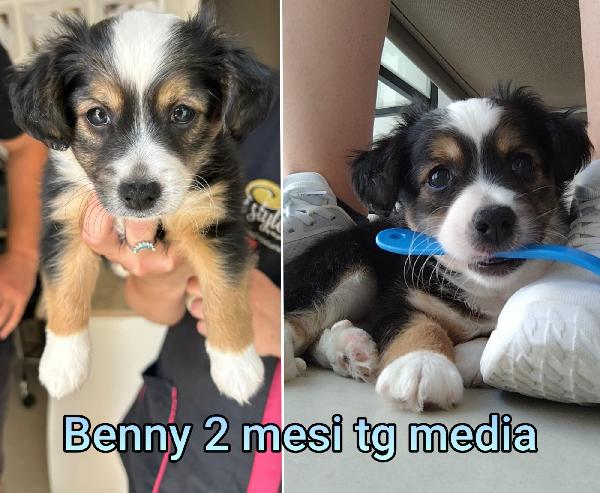 Adozioni Urgenti Cuccioli 