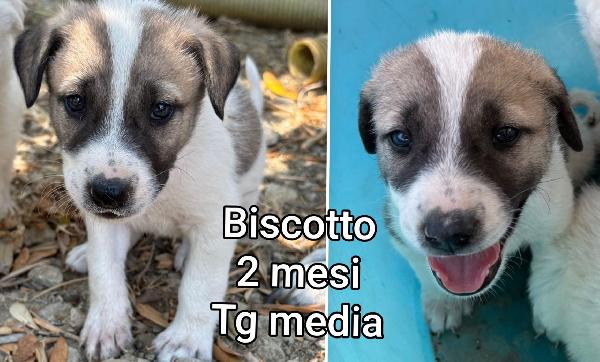 Adozioni urgenti cuccioli  Foto 2