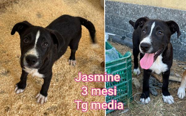Adozioni urgenti cuccioli  Foto 3