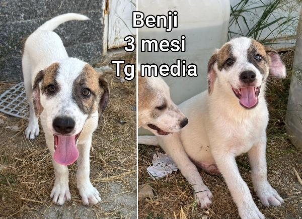 Adozioni urgenti cuccioli  Foto 6