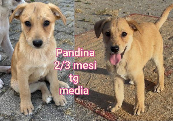 Adozioni urgenti cuccioli  Foto 9