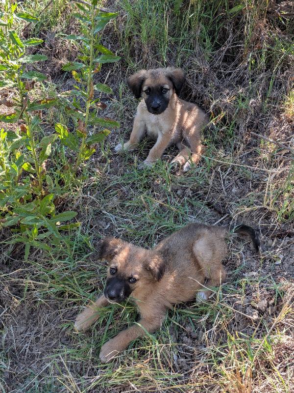 Trovato 2 cuccioli randagi , cercano casa 