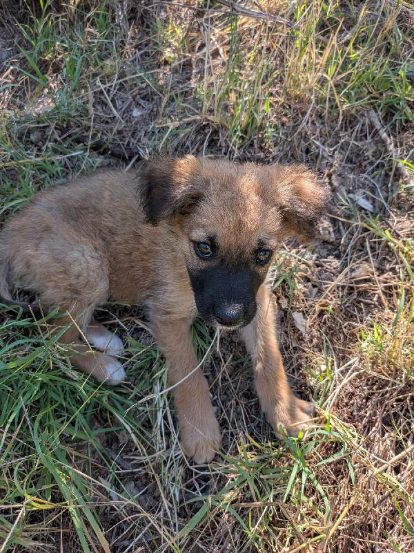 Trovato 2 cuccioli randagi , cercano casa 