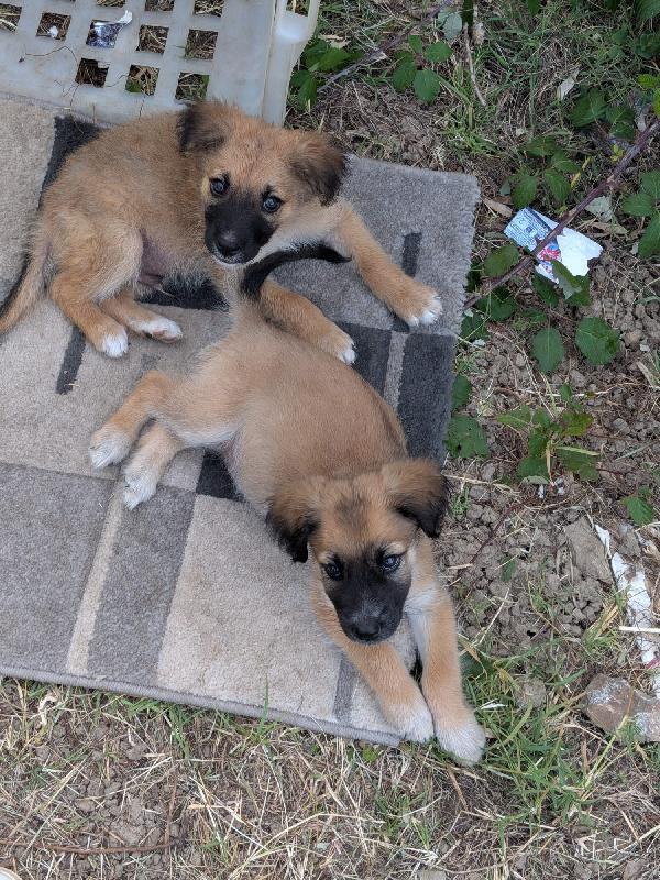 Trovato 2 cuccioli randagi , cercano casa  - media 4