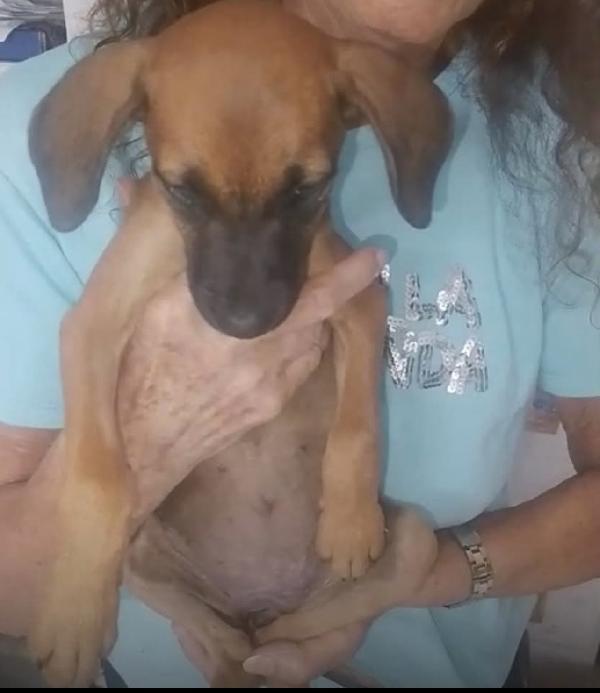 Titti Dolcissima Cucciola Simil Segugina 