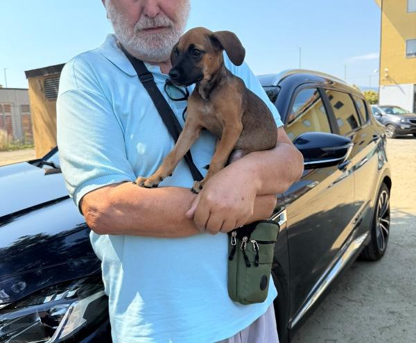 Titti dolcissima cucciola simil segugina  Foto 2