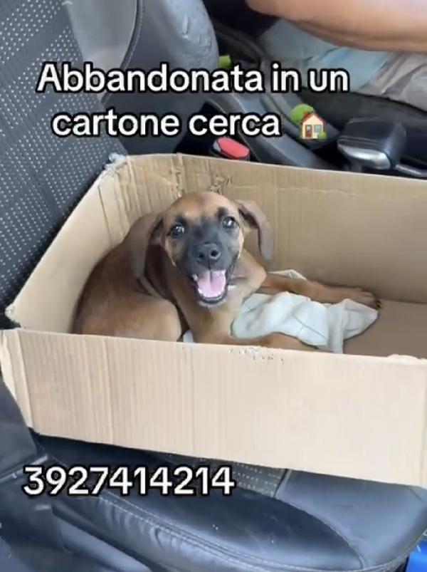 Titti dolcissima cucciola simil segugina  Foto 3