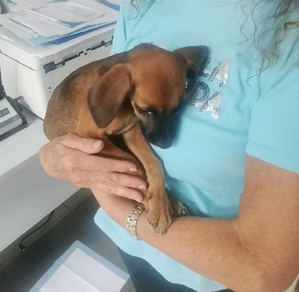 Titti dolcissima cucciola simil segugina  Foto 5