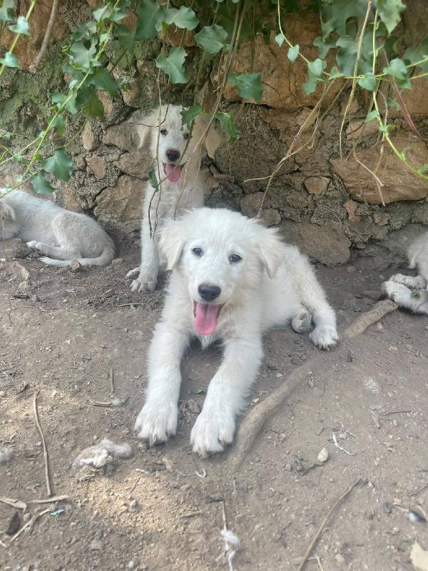 Beppe e Marella cuccioli Foto 5