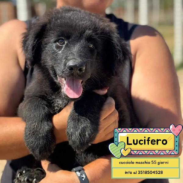 Lucifero Cucciolo Mix Pastore Del Caucaso - Maremmano Cerca Casa - In Adozione 