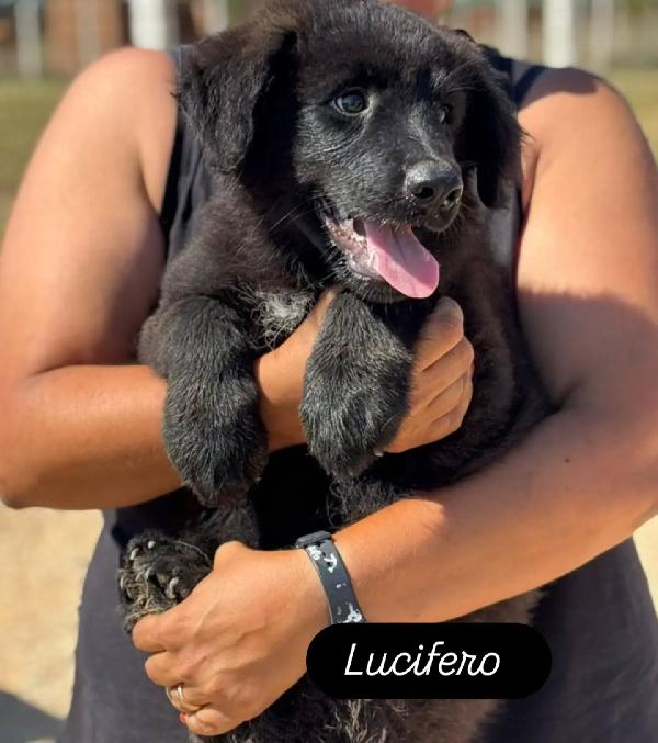 Lucifero cucciolo mix pastore del caucaso - maremmano cerca casa - in adozione  Foto 2