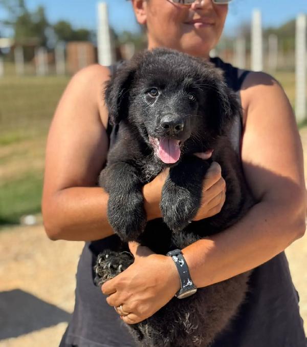 Lucifero cucciolo mix pastore del caucaso - maremmano cerca casa - in adozione  Foto 3
