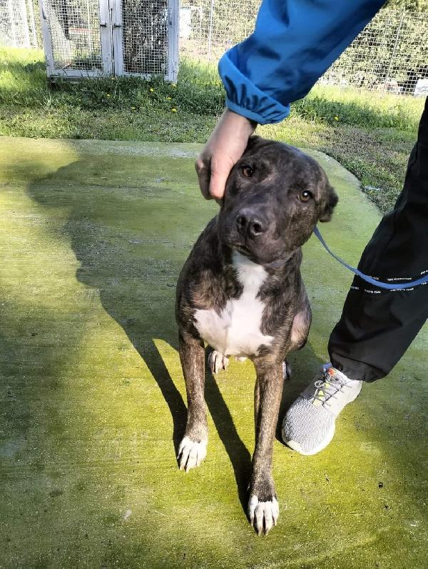 Apollo Simil Amstaff 