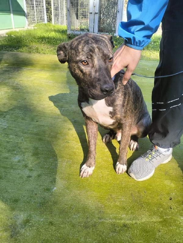 Apollo simil amstaff  Foto 2