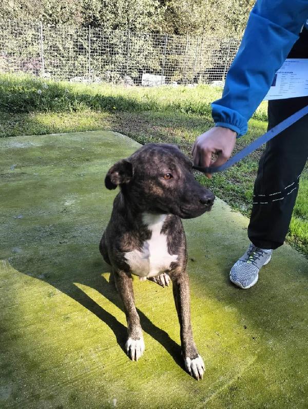 Apollo simil amstaff  Foto 3