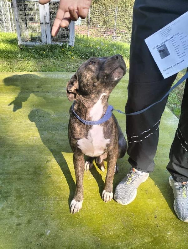 Apollo simil amstaff  Foto 5