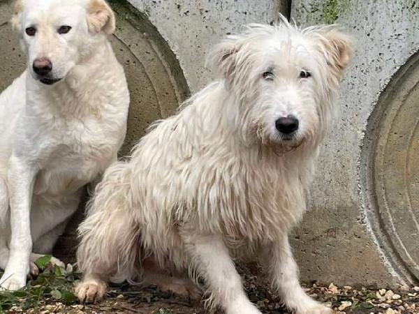 Zero Spinone Adozione Consapevole 