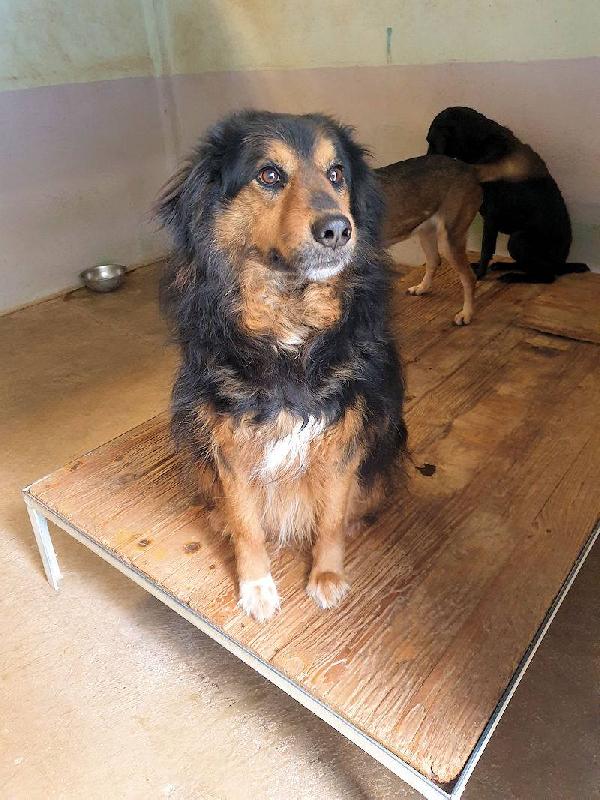Goccia Simil Bovaro Del Bernese 
